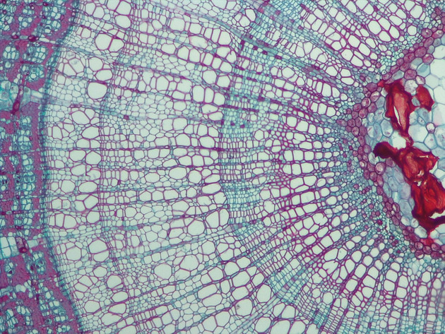 Tilia Stem CS Slides - Tilia Stem CS 06 100X